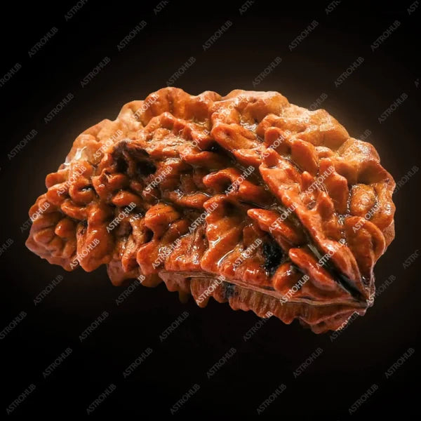 1 Mukhi Rudraksh
