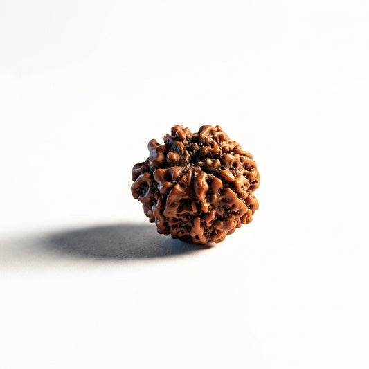 7 Mukhi Rudraksh