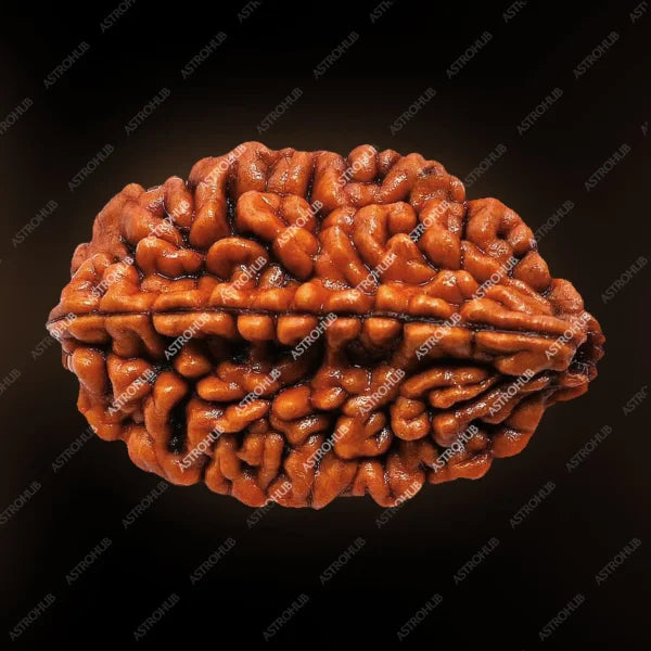 2 Mukhi Rudraksh