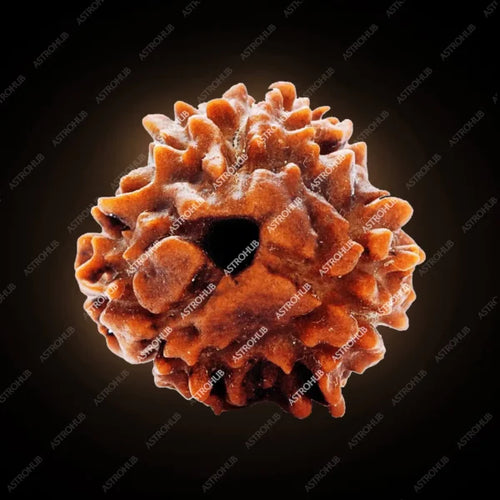 3 Mukhi Rudraksh