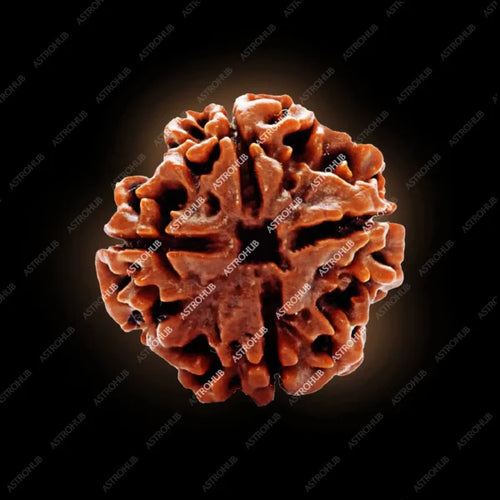 4 Mukhi Rudraksh