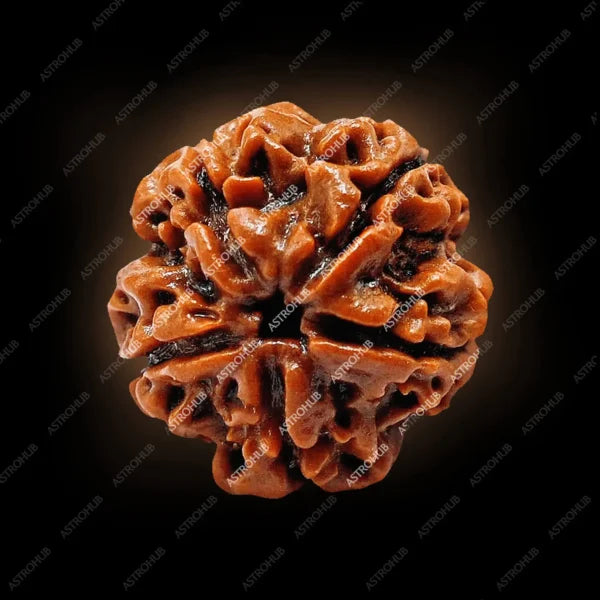 5 Mukhi Rudraksh