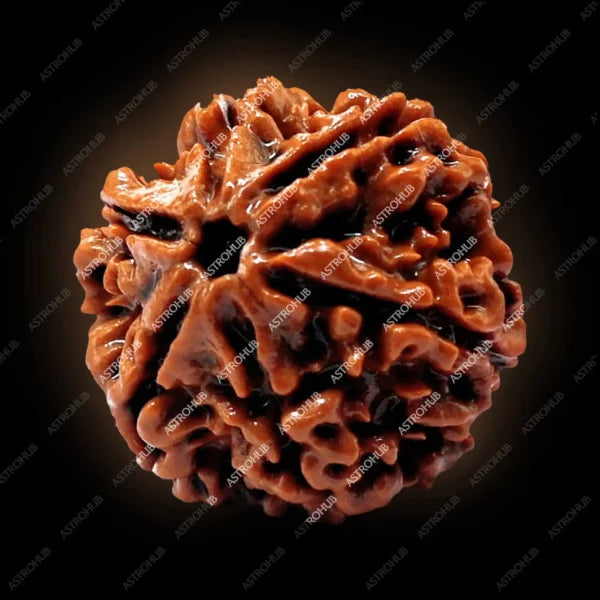 6 Mukhi Rudraksh