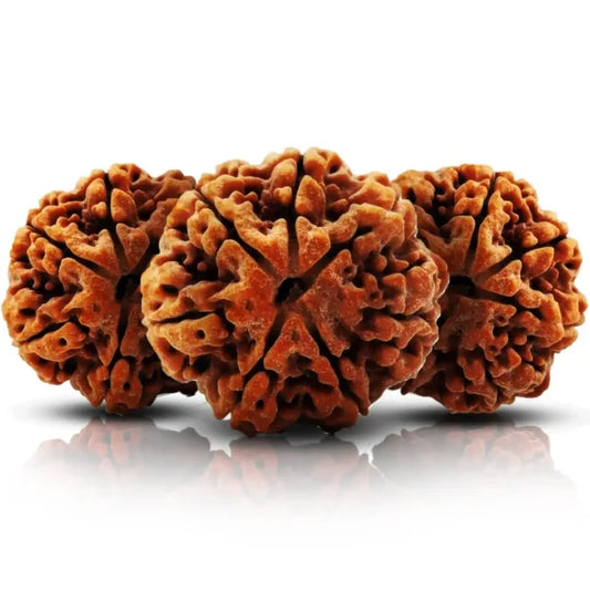 7 Mukhi Rudraksh