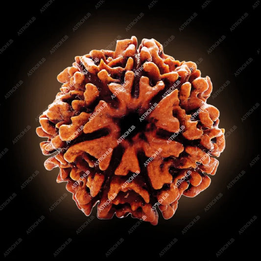 7 Mukhi Rudraksh