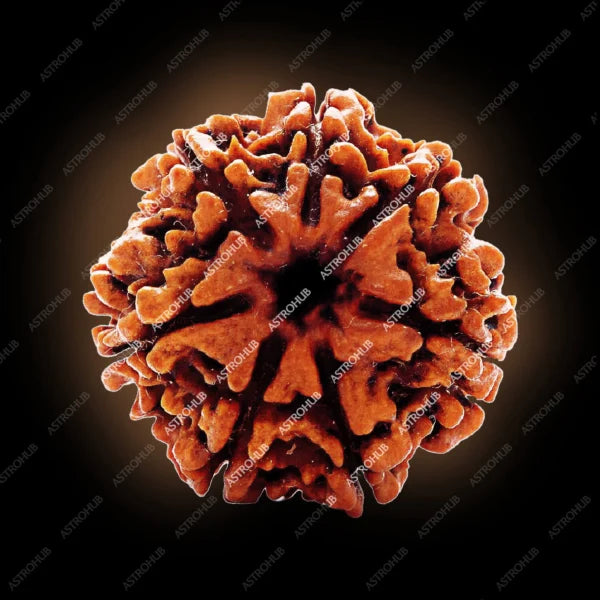 7 Mukhi Rudraksh