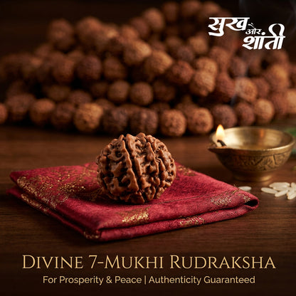7 Mukhi Rudraksh