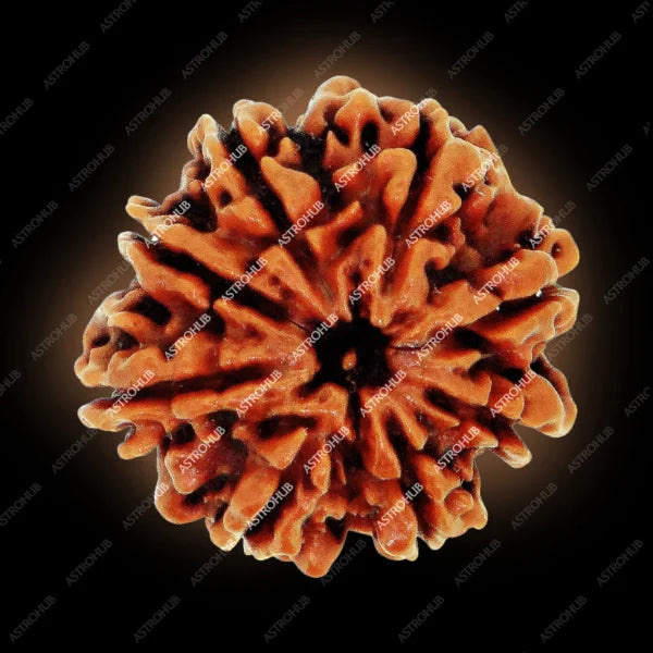 8 Mukhi Rudraksh