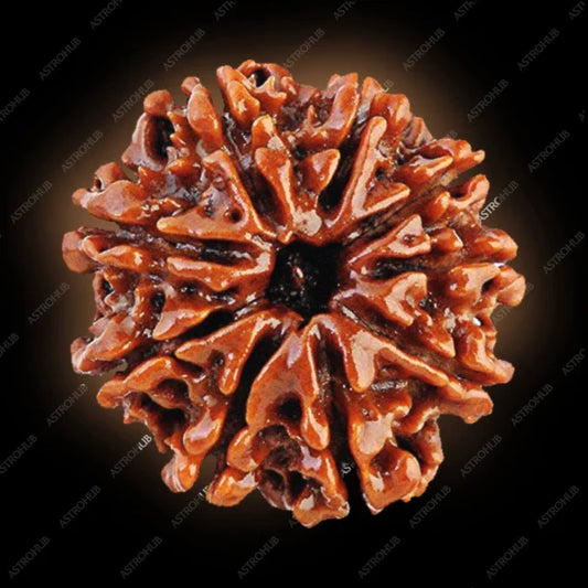 9 Mukhi Rudraksh